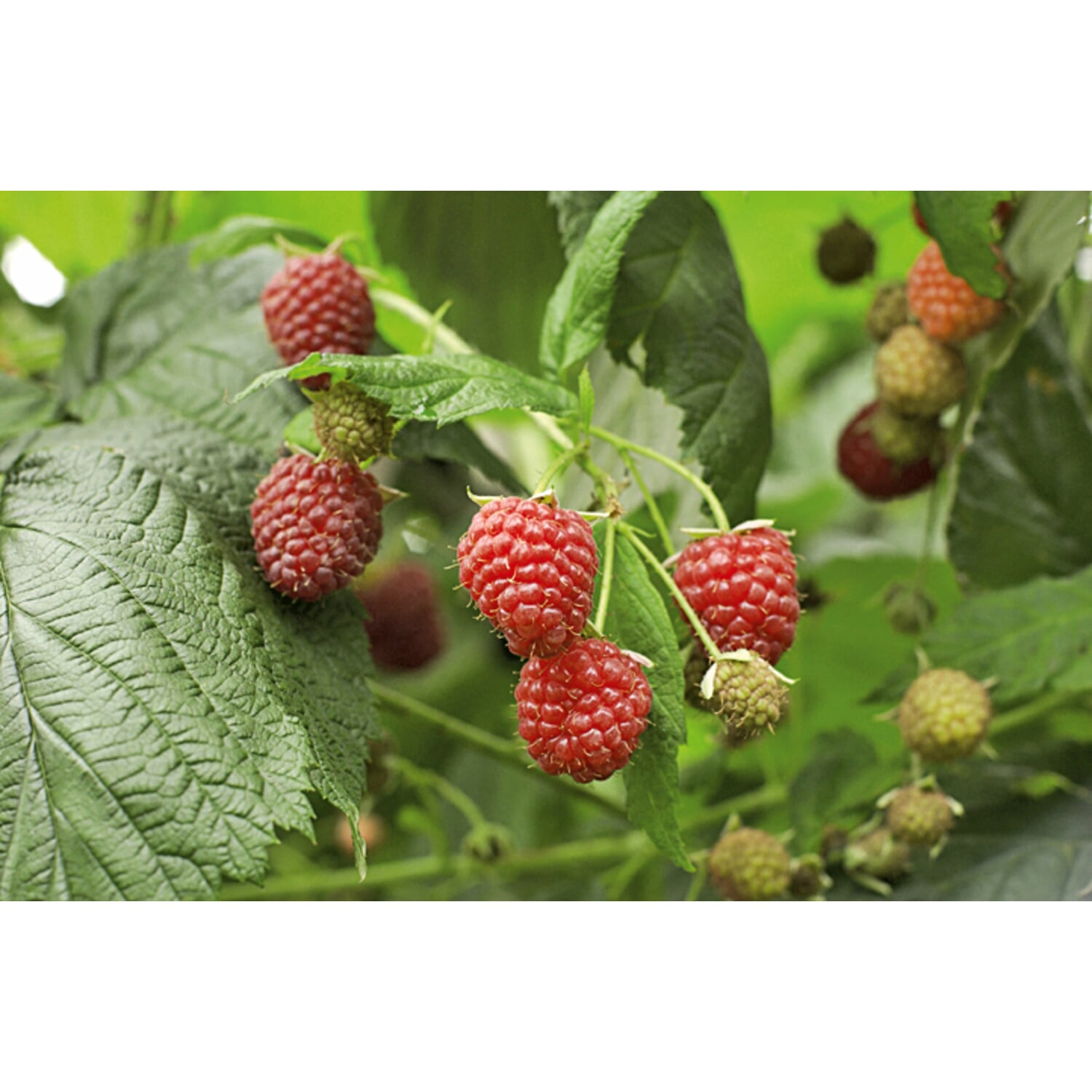 Raspberry fruit spread from South Tyrol