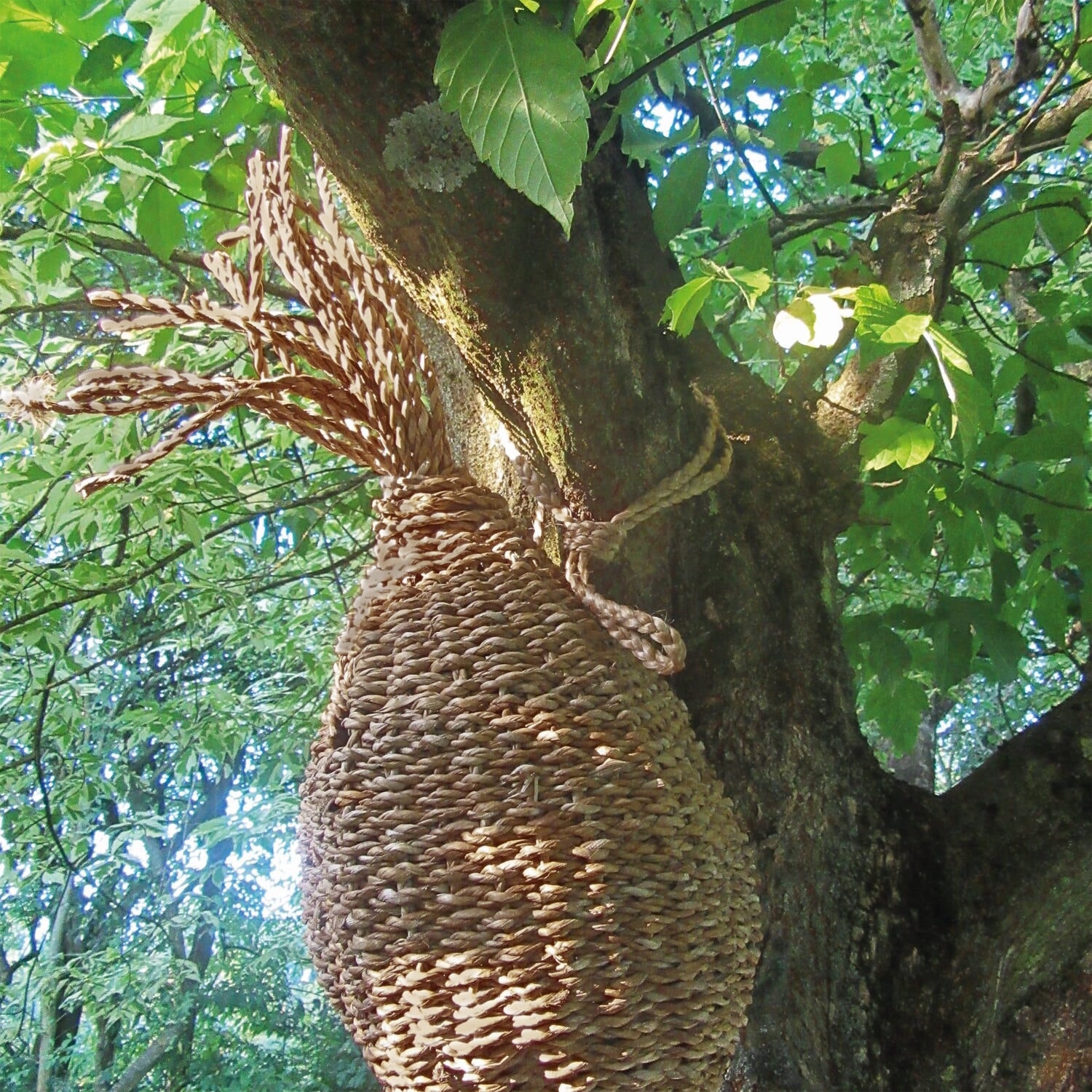 Squirrel nest reed grass