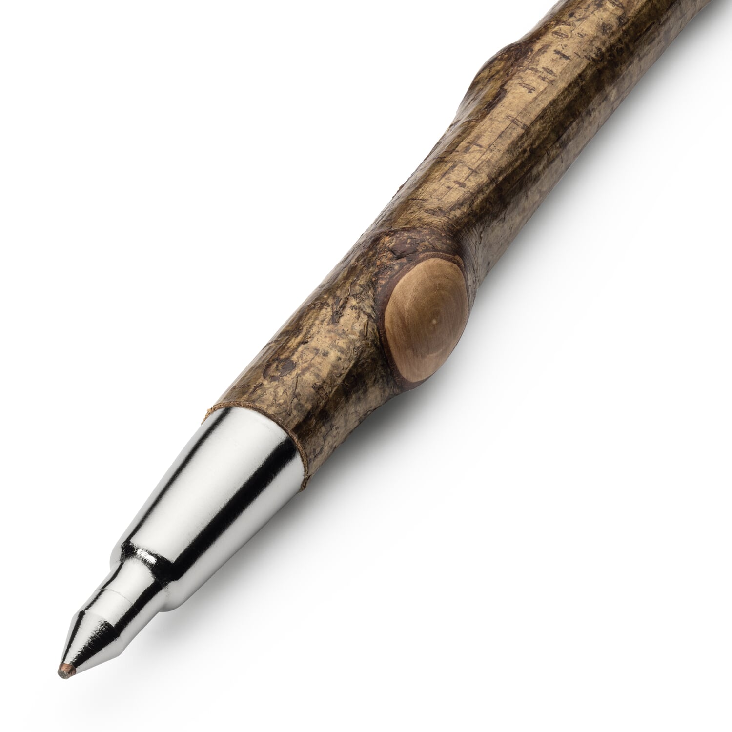 Root walking stick hazel