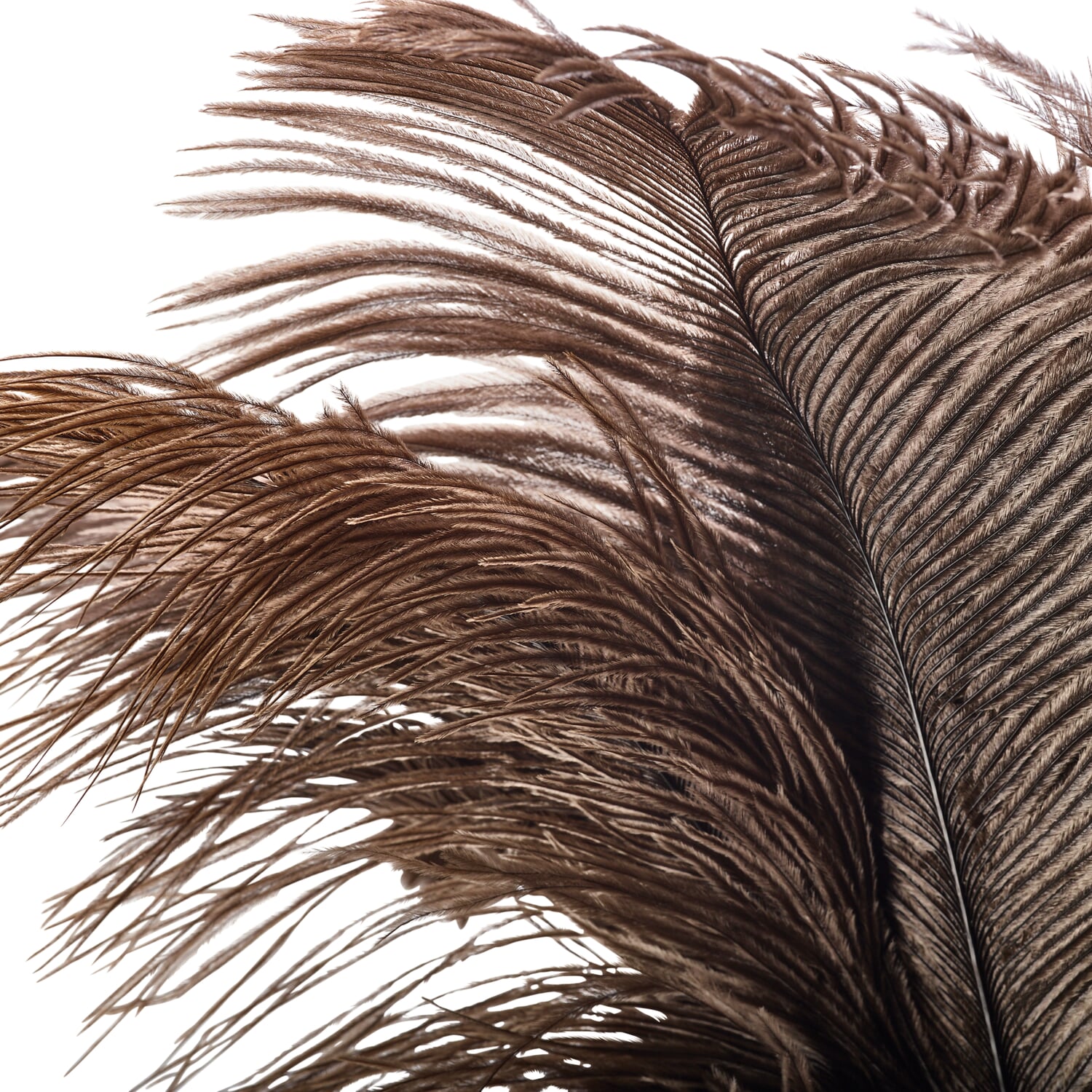 Feather duster ostrich feather short