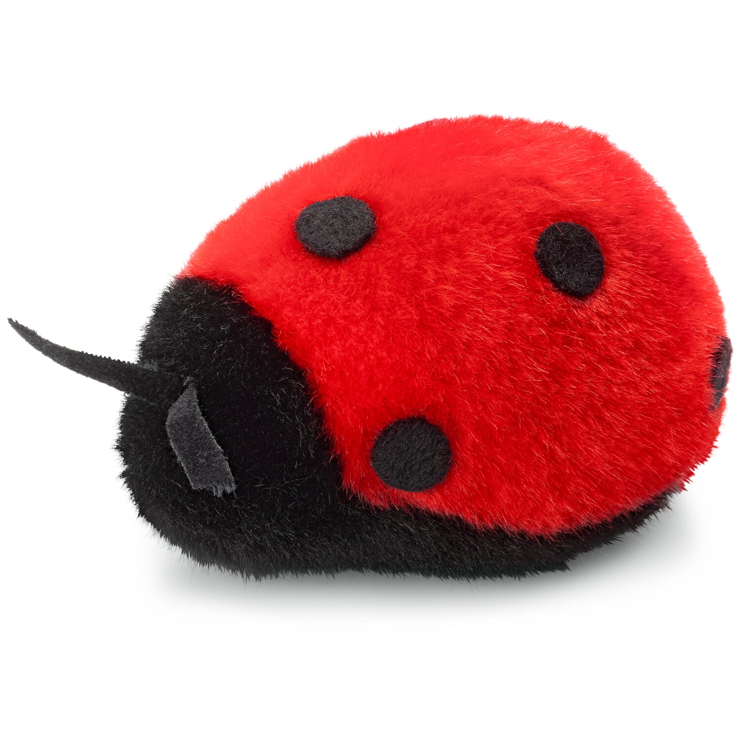 K?sen ladybug