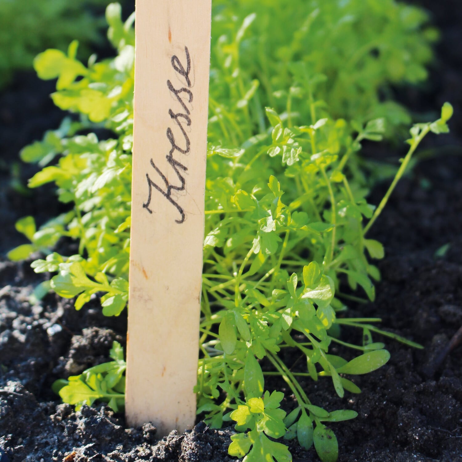 Plant labels birch wood