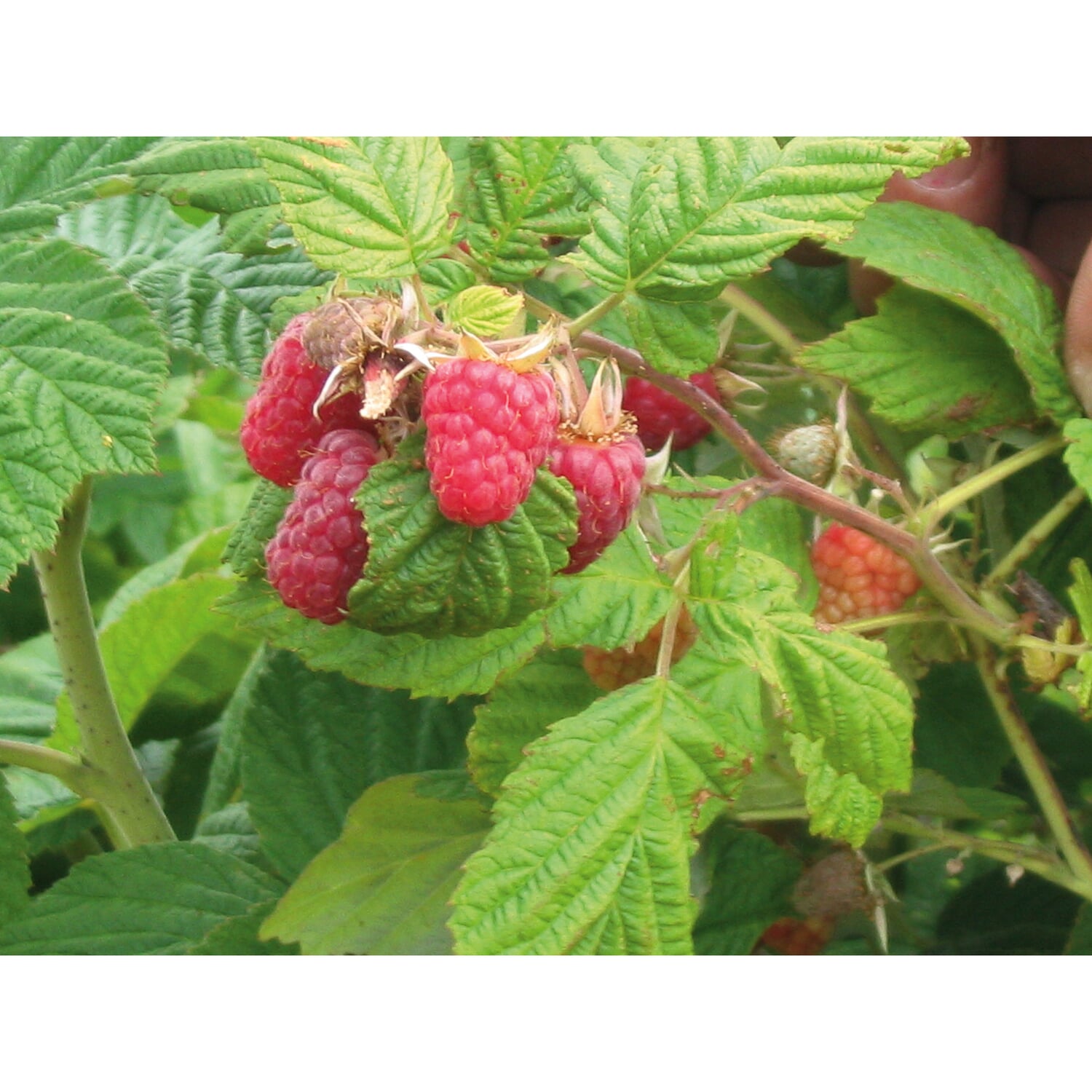 Raspberry jam from Burgundy