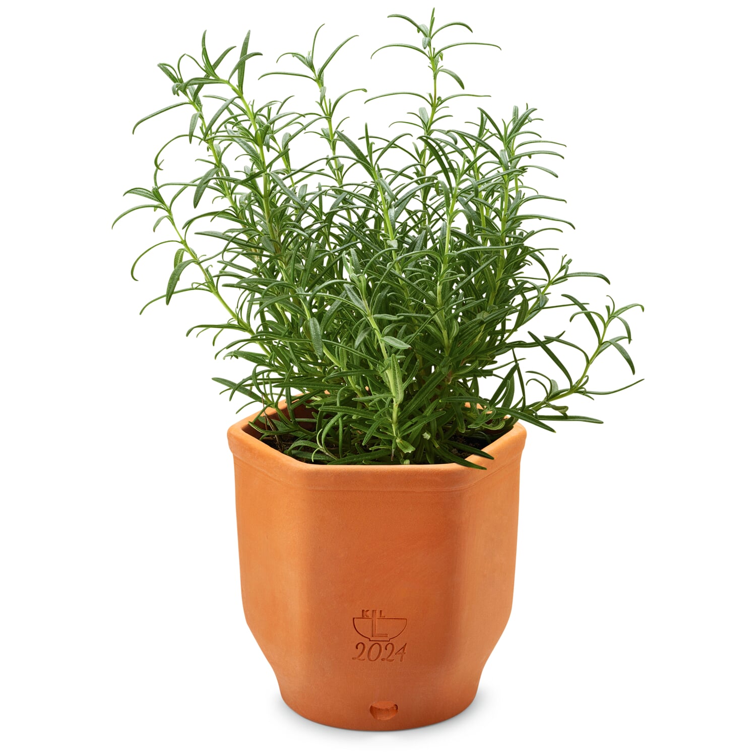 Herb pot terracotta