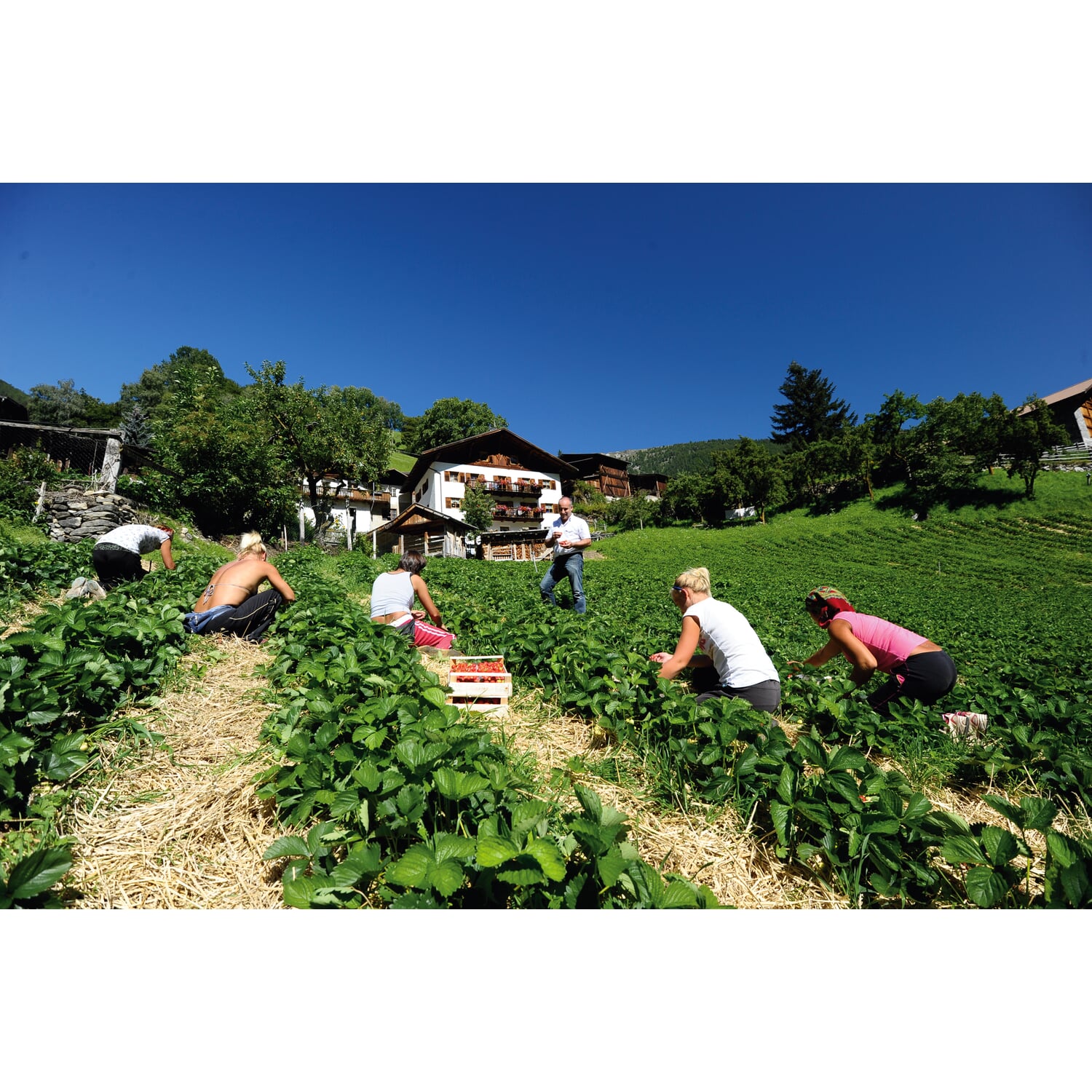 Strawberry fruit spread from South Tyrol