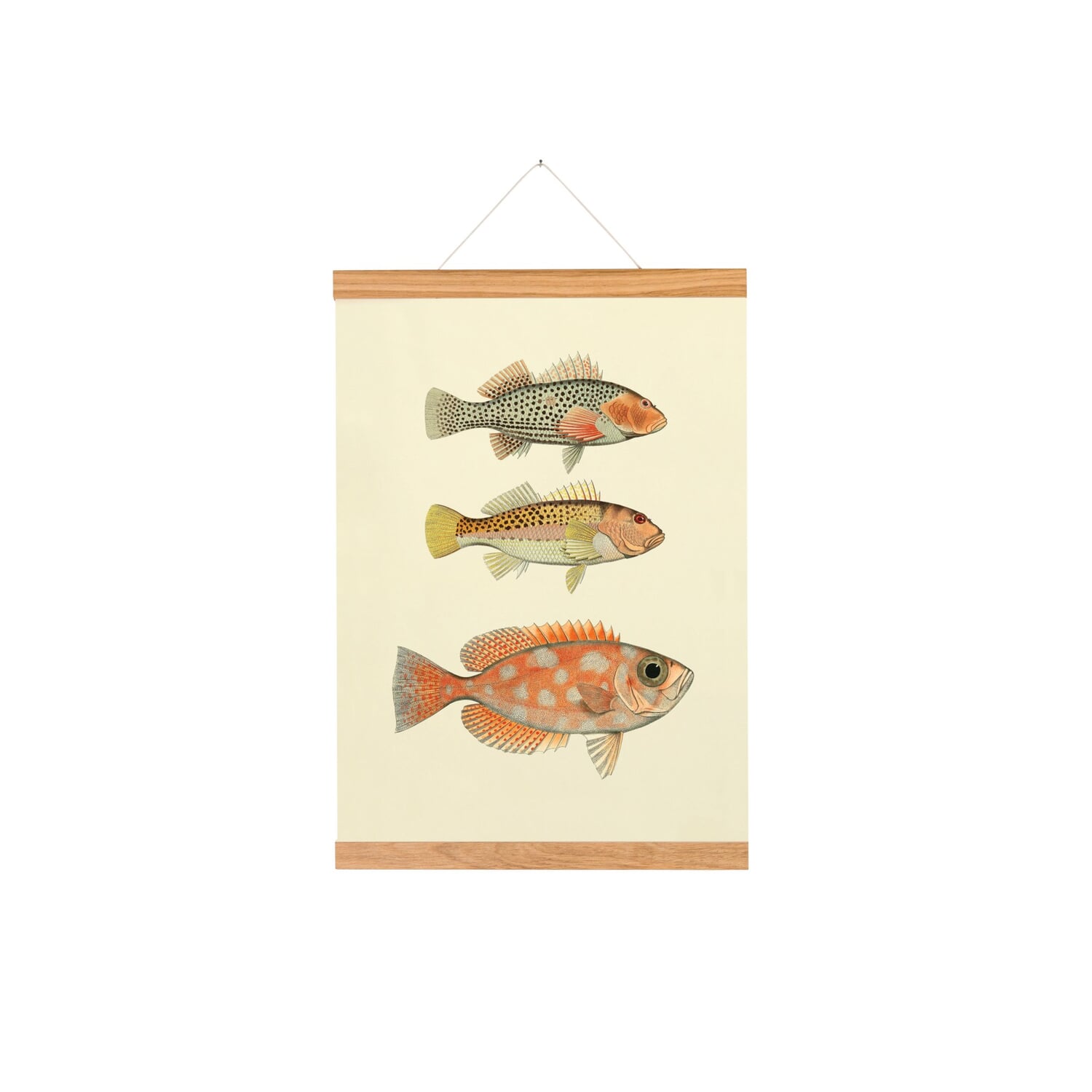 Picture rail oak wood magnetic