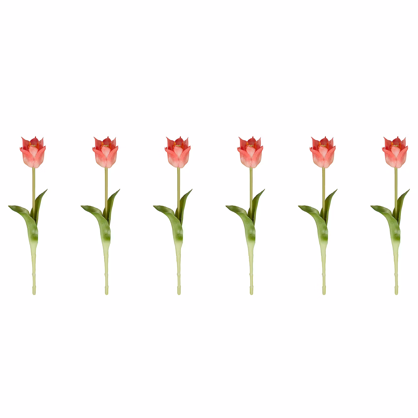 FLORISTA Tulpe 6er-Set