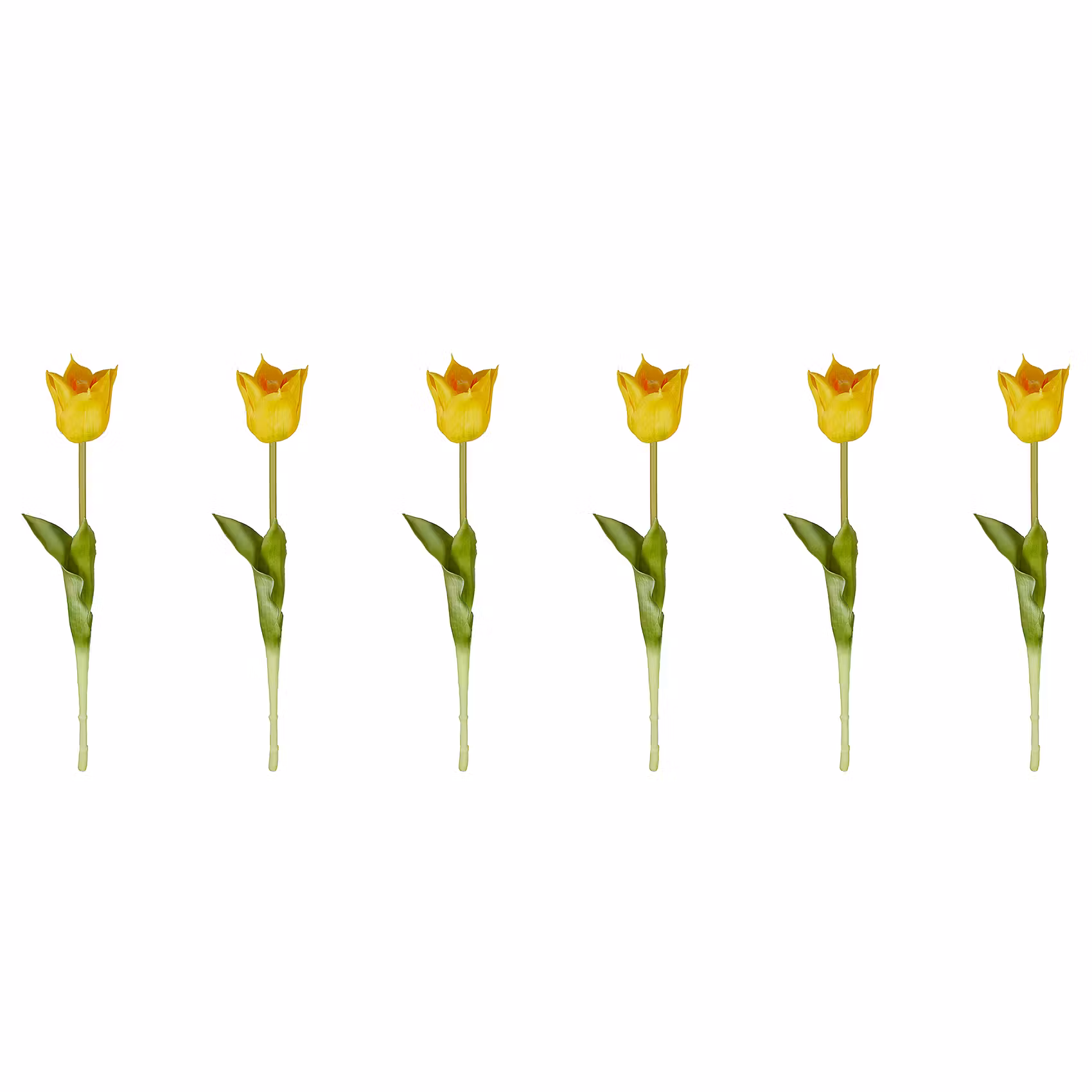 FLORISTA Tulpe 6er-Set