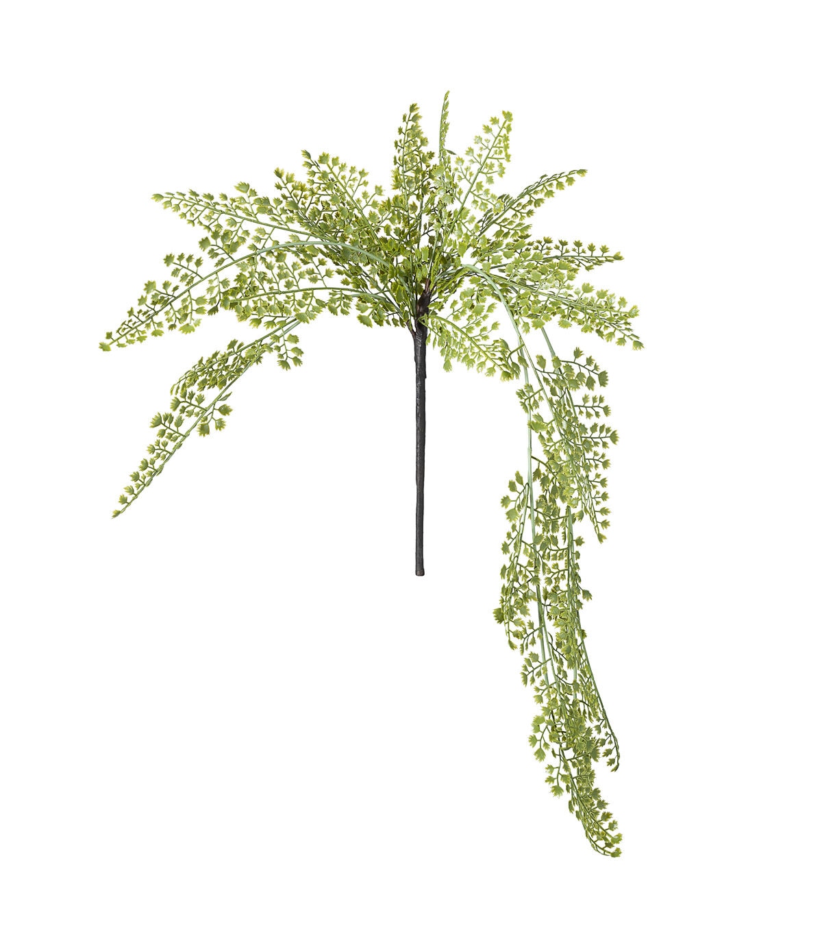 33 Hanging Maidenhair Fern Bush by Bloom Room