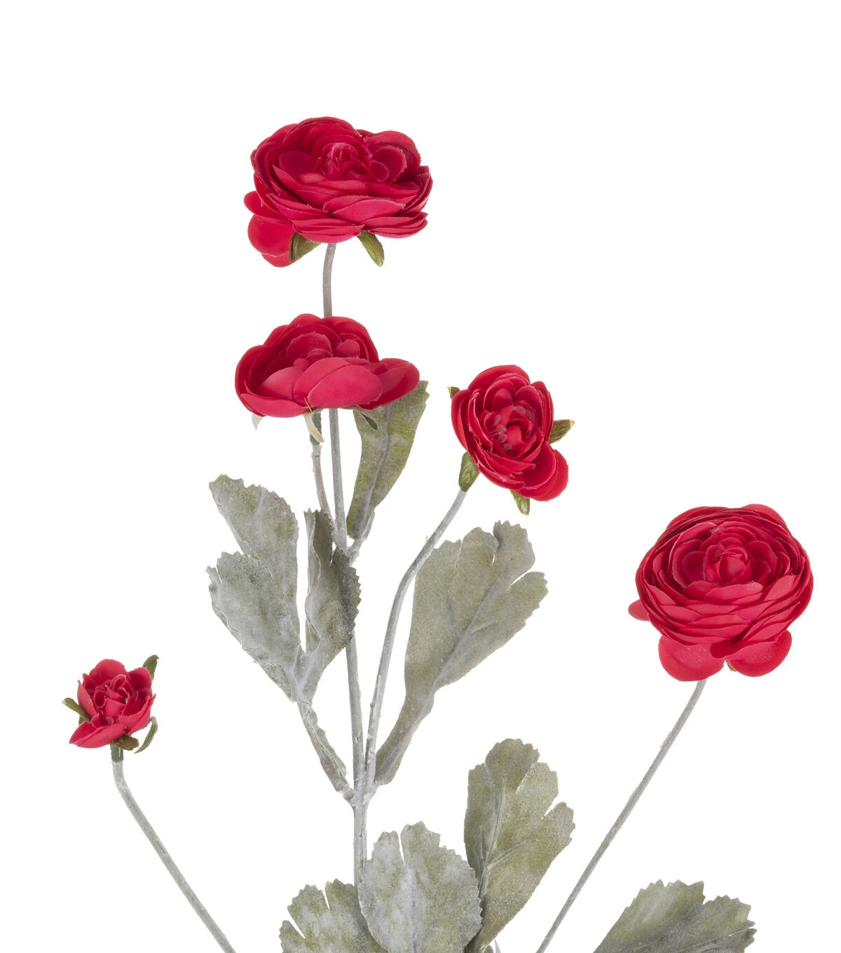 27 Fuchsia Ranunculus Stem by Bloom Room