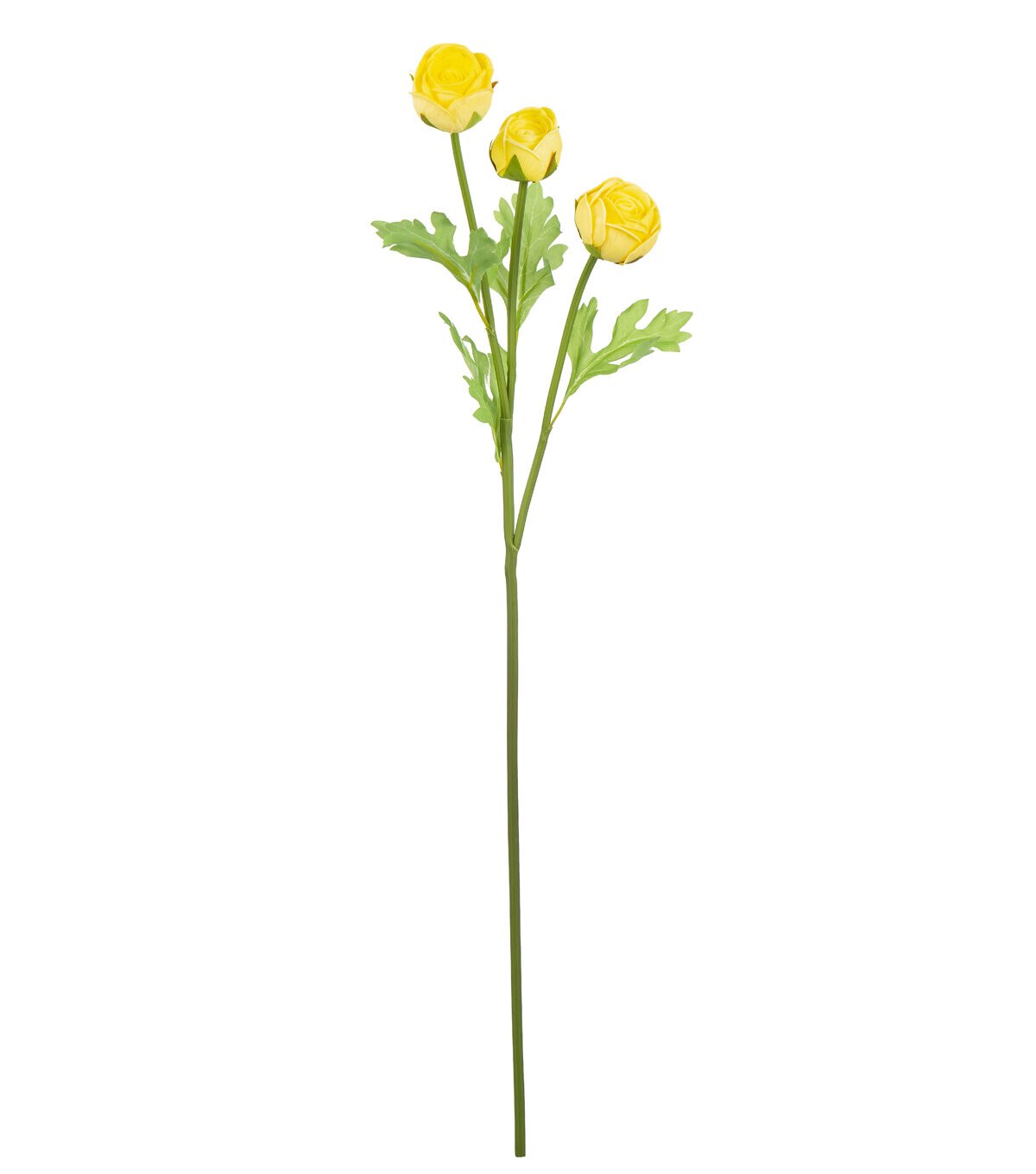 23 Yellow Ranunculus Stem by Bloom Room