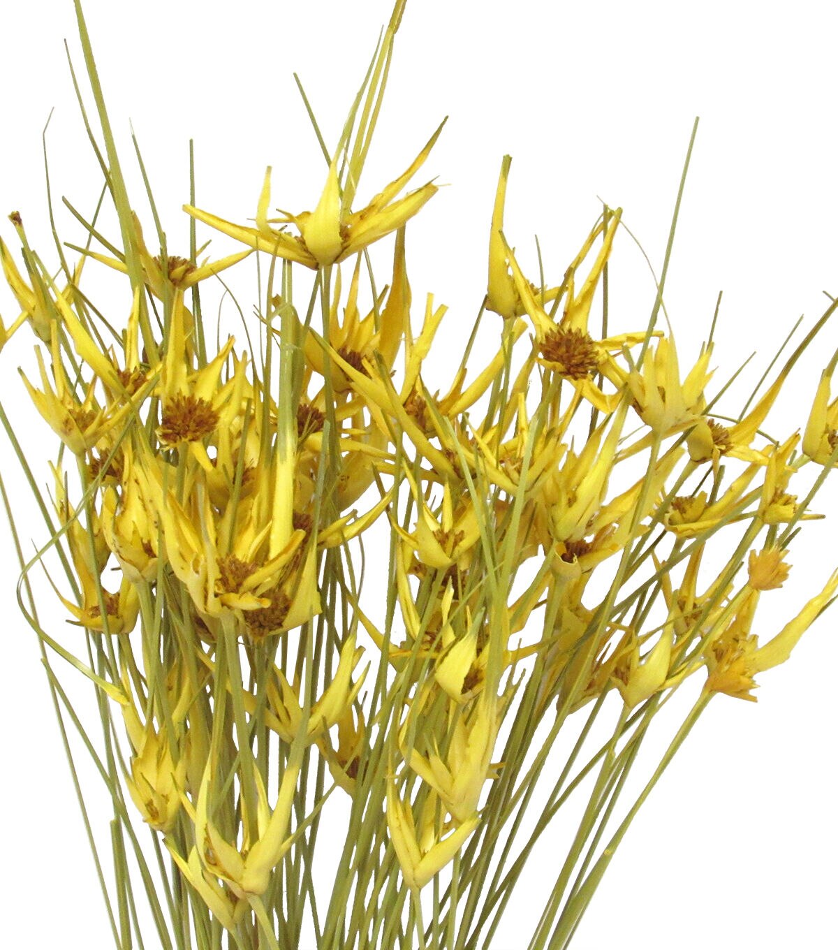 28 Golden Rod Dried Star Grass Bouquet by Bloom Room