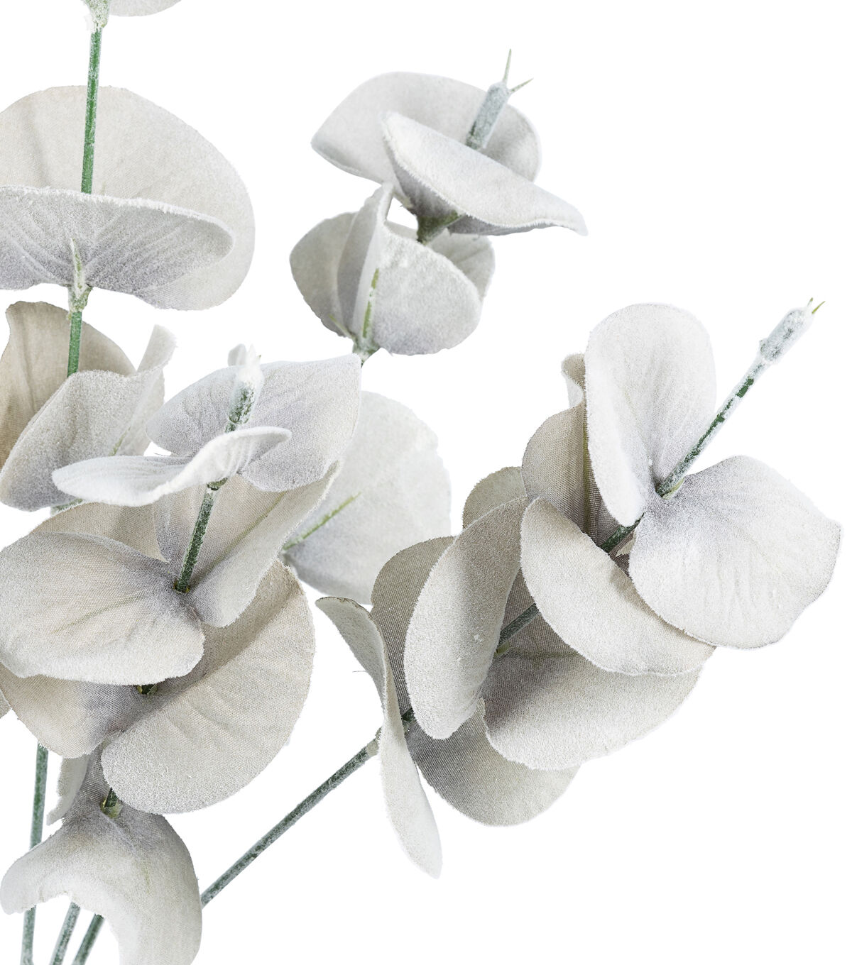 17 Gray Eucalyptus Bush by Bloom Room