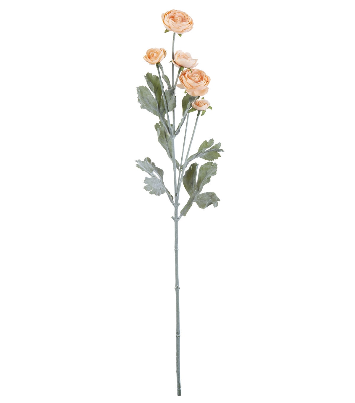 27 Peach Ranunculus Stem by Bloom Room