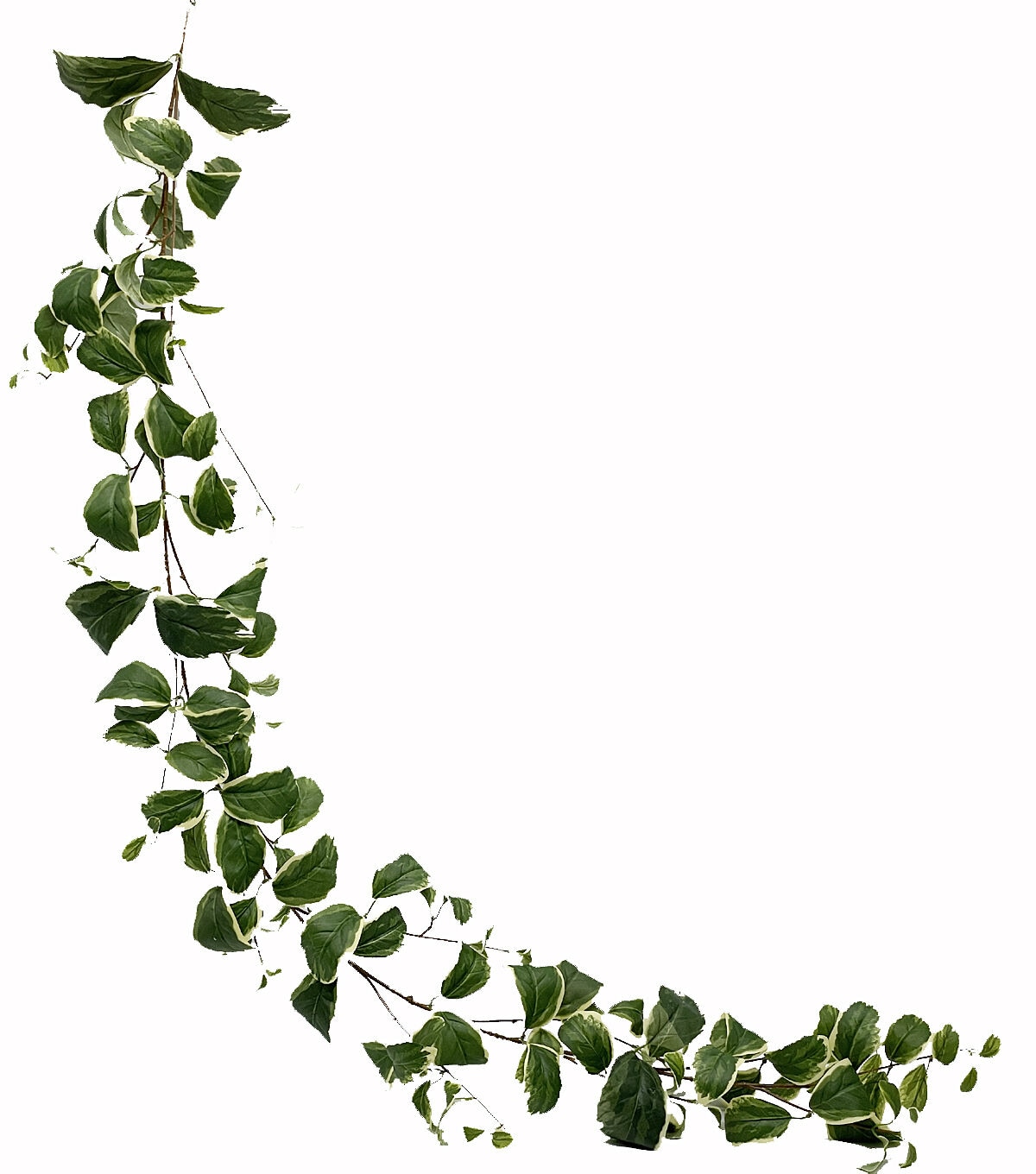 65 Green Dieffenbachia Leaf Garland by Bloom Room