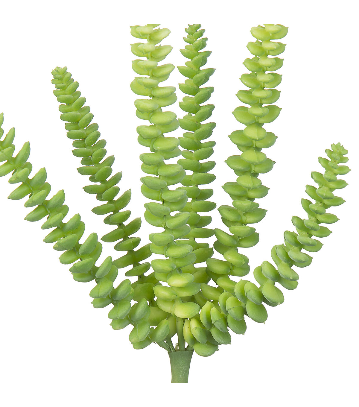 10.5 Green Burro's Tail Pick by Bloom Room