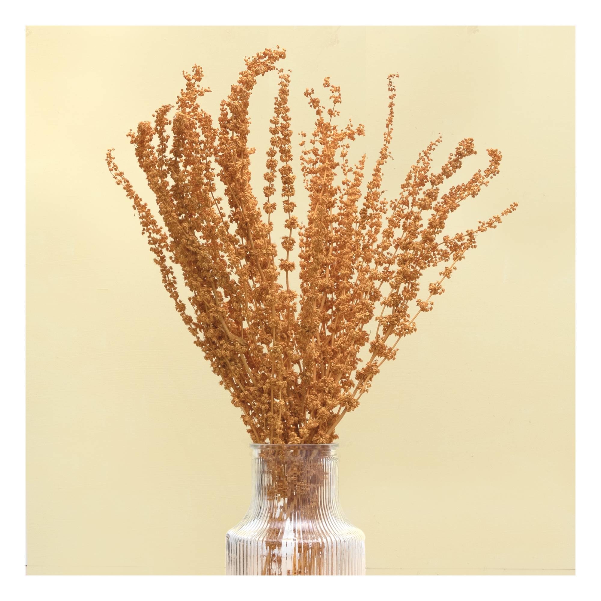 Yellow Stag Grass Bunch 60cm