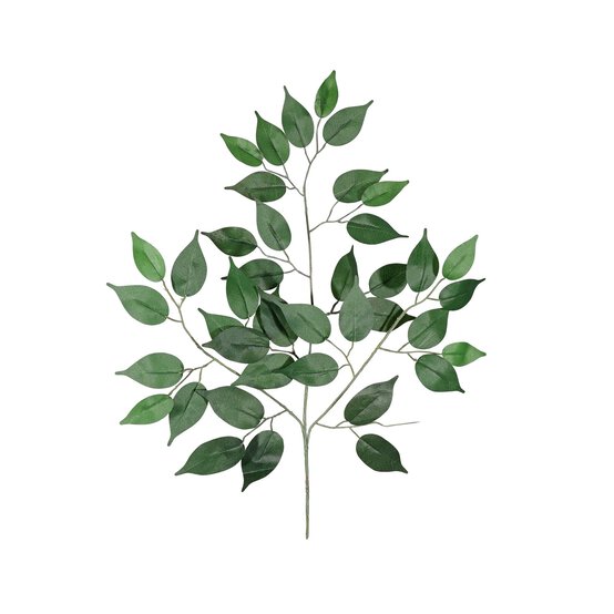 Green Ficus Branch 60cm x 40cm