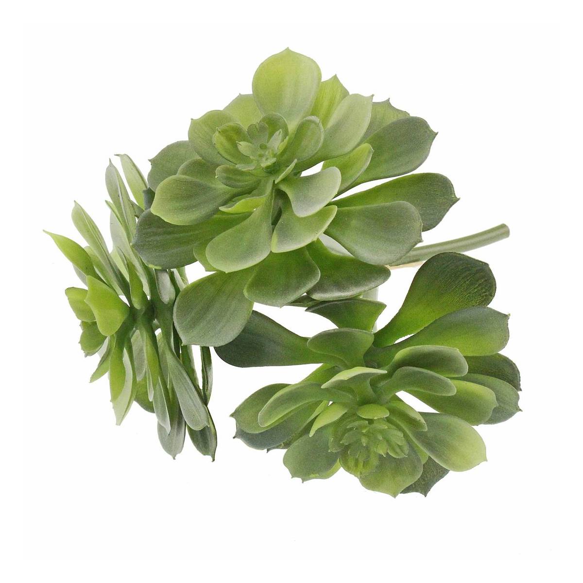 Green Echeveria Bundle 3 Pieces