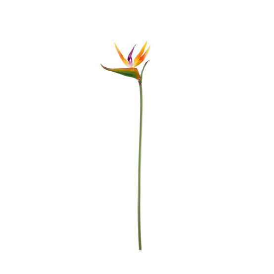 Small Bird of Paradise 65cm x 14cm