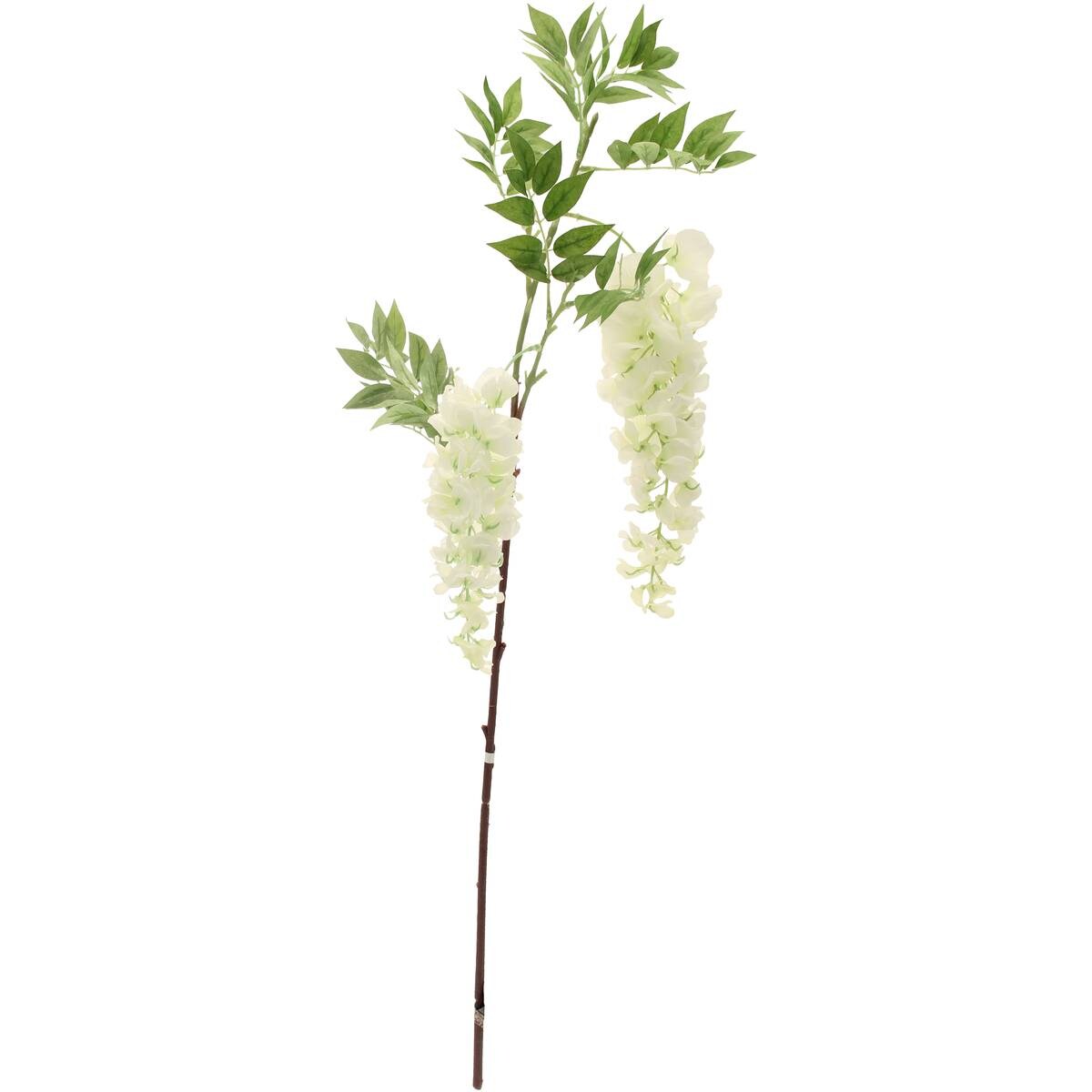 White Two Head Wisteria 90cm