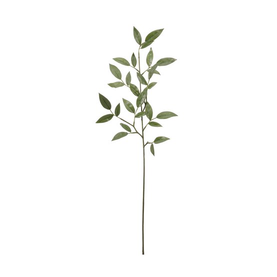 Ruscus Spray 72cm