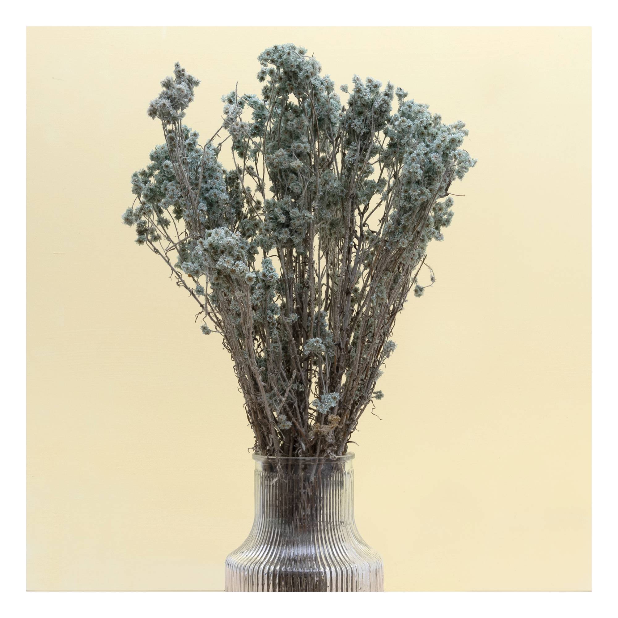 Green Gypsophila Bunch 60cm