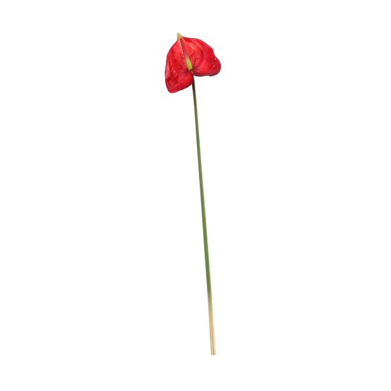 Red Anthurium 70cm