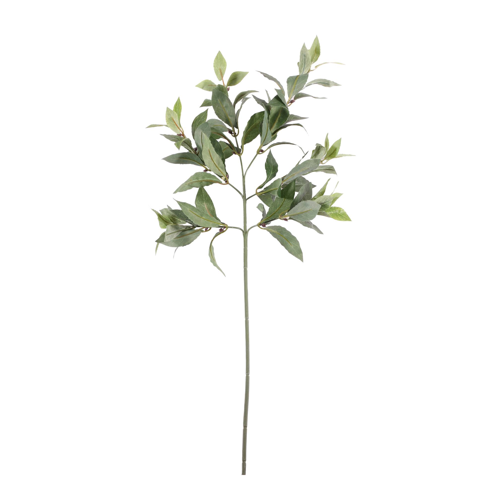 Bay Leaf Spray 73cm x 20cm