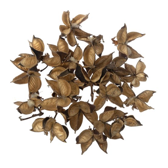 Natural Cotton Pods 40g