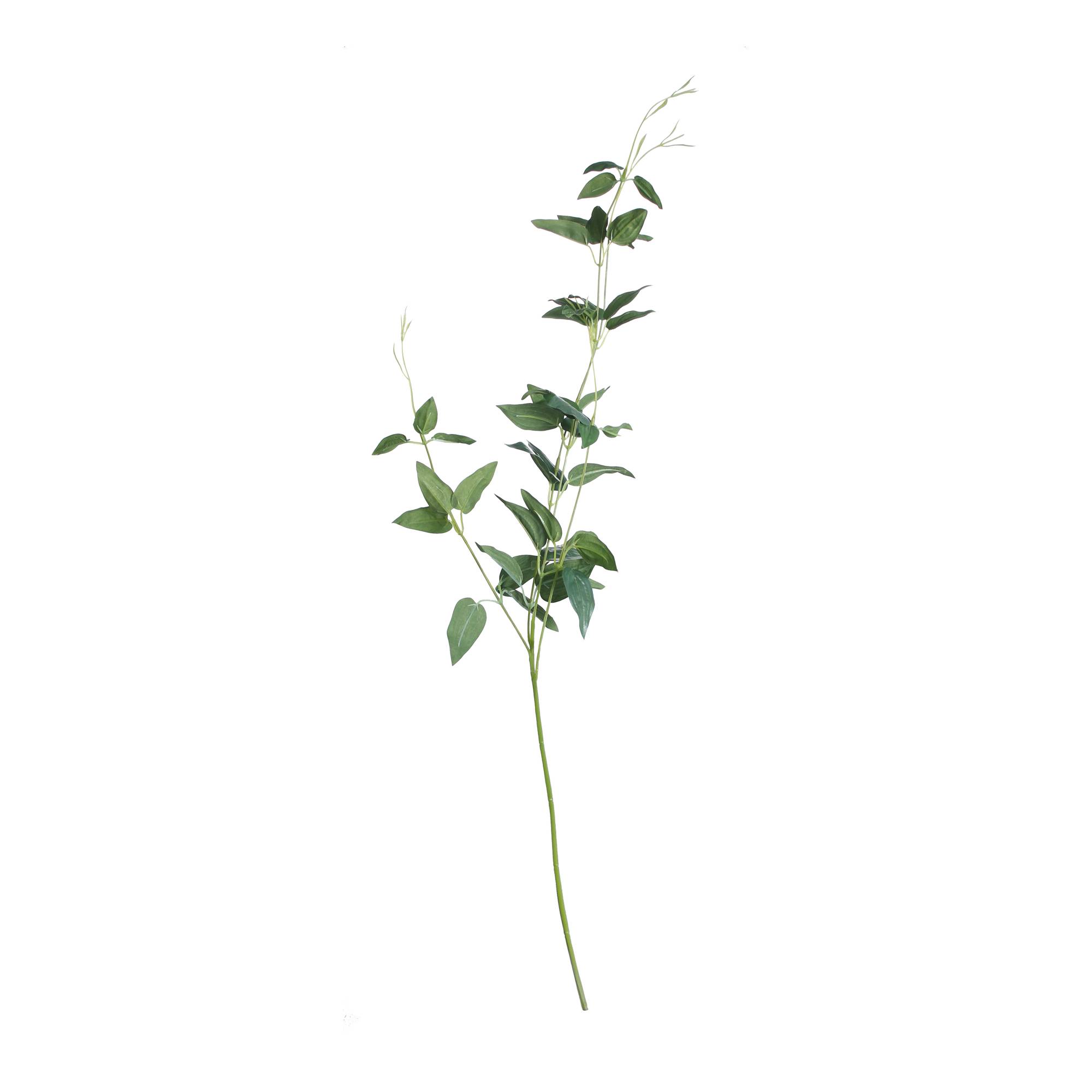 Oriental Ruscus 84cm x 14cm