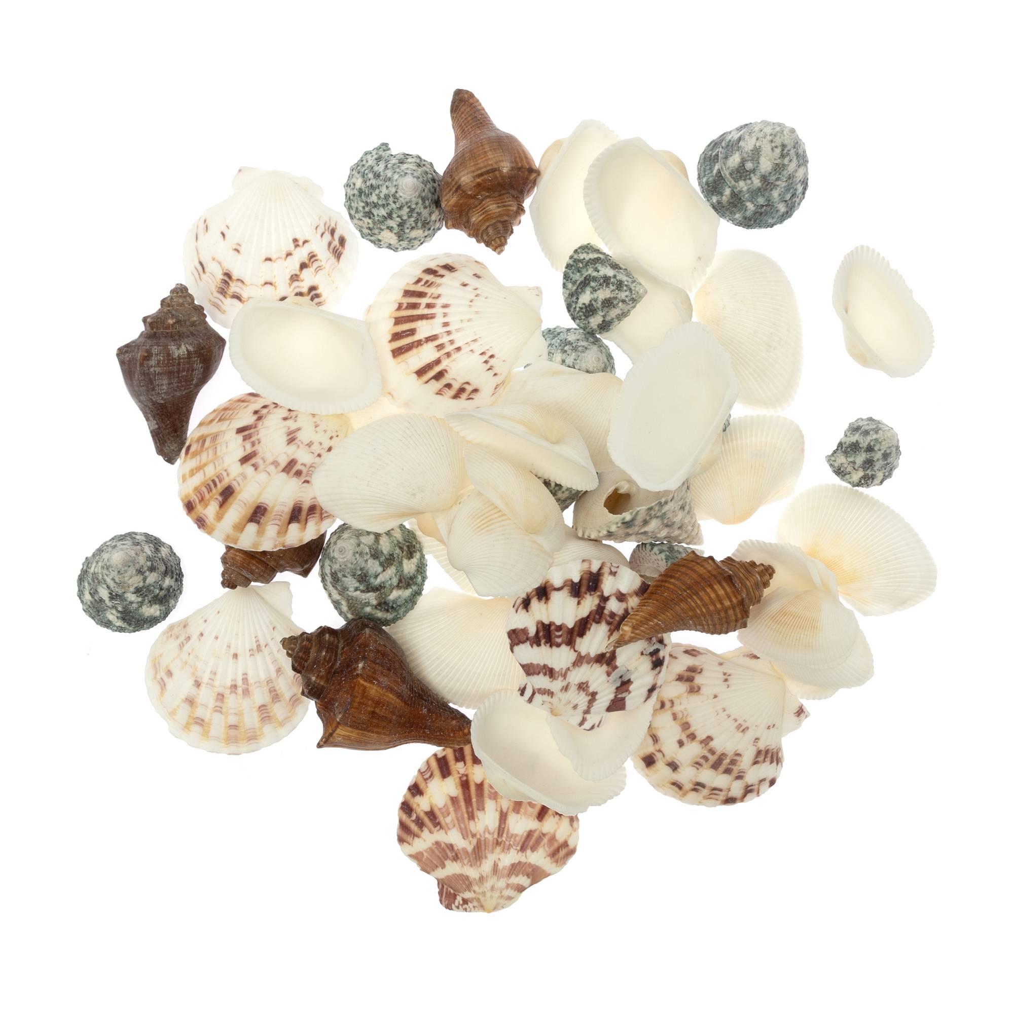 Assorted Mixed Shells 300g
