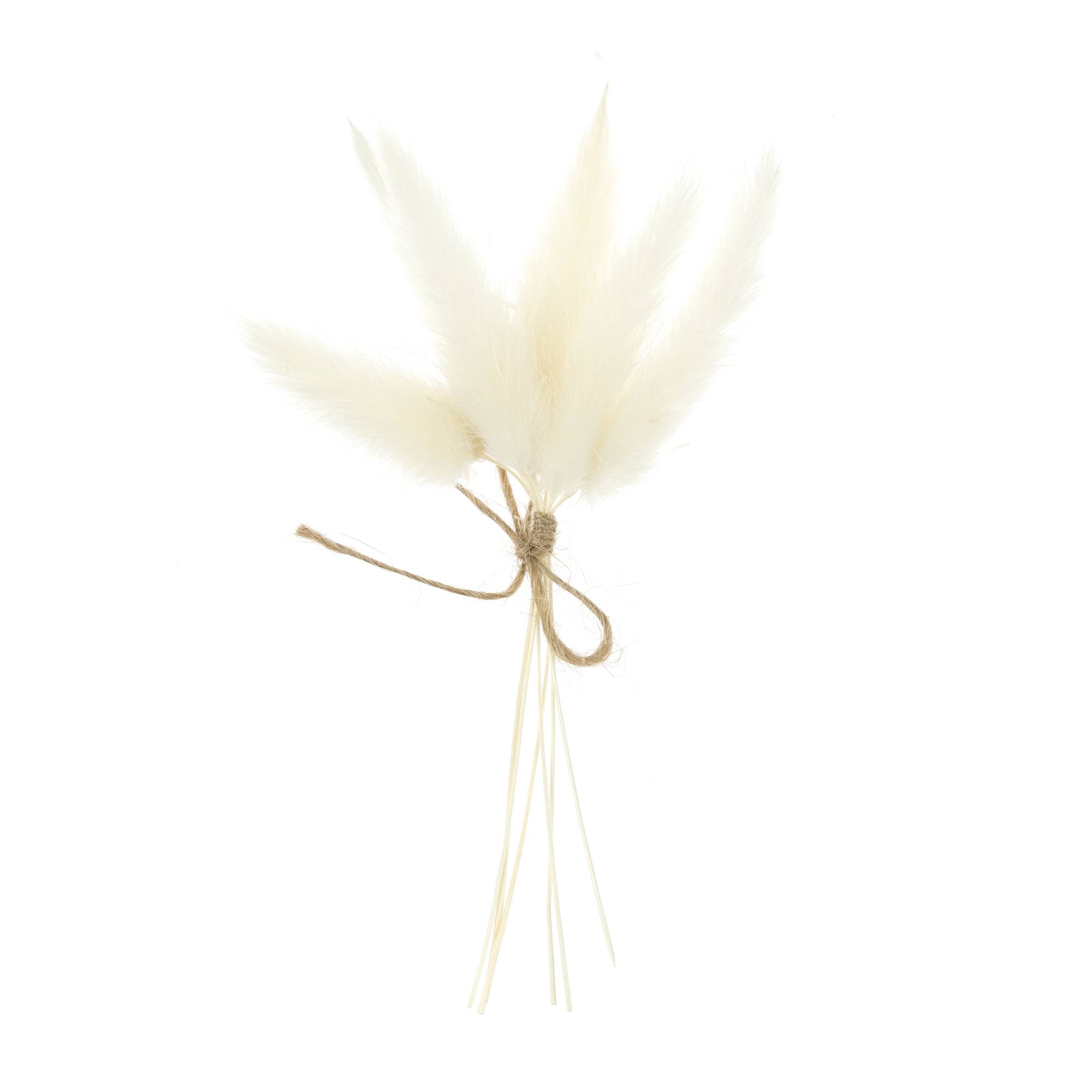 Natural Bunny’s Tail Grass 13cm