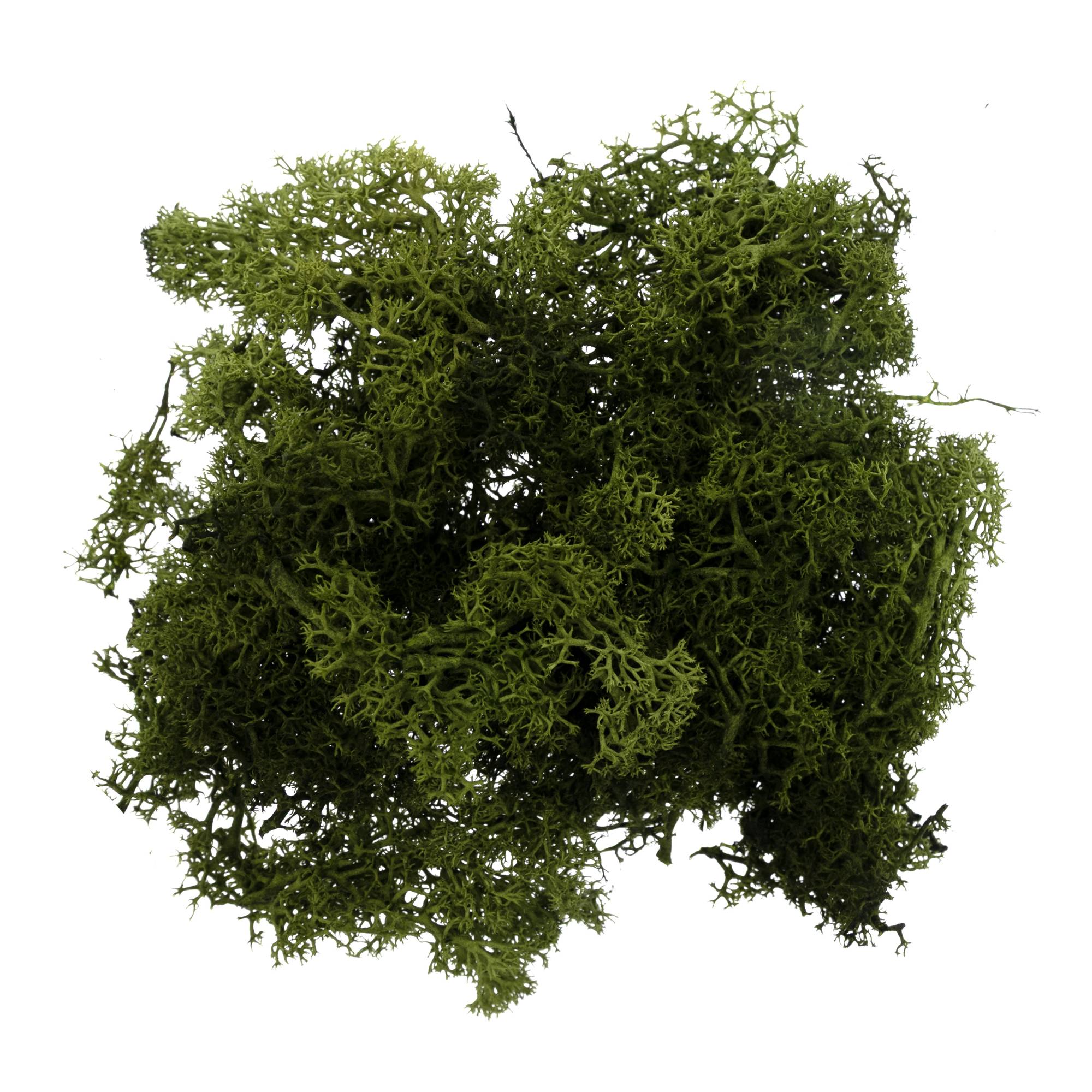 Oasis Dark Green Reindeer Moss 50g