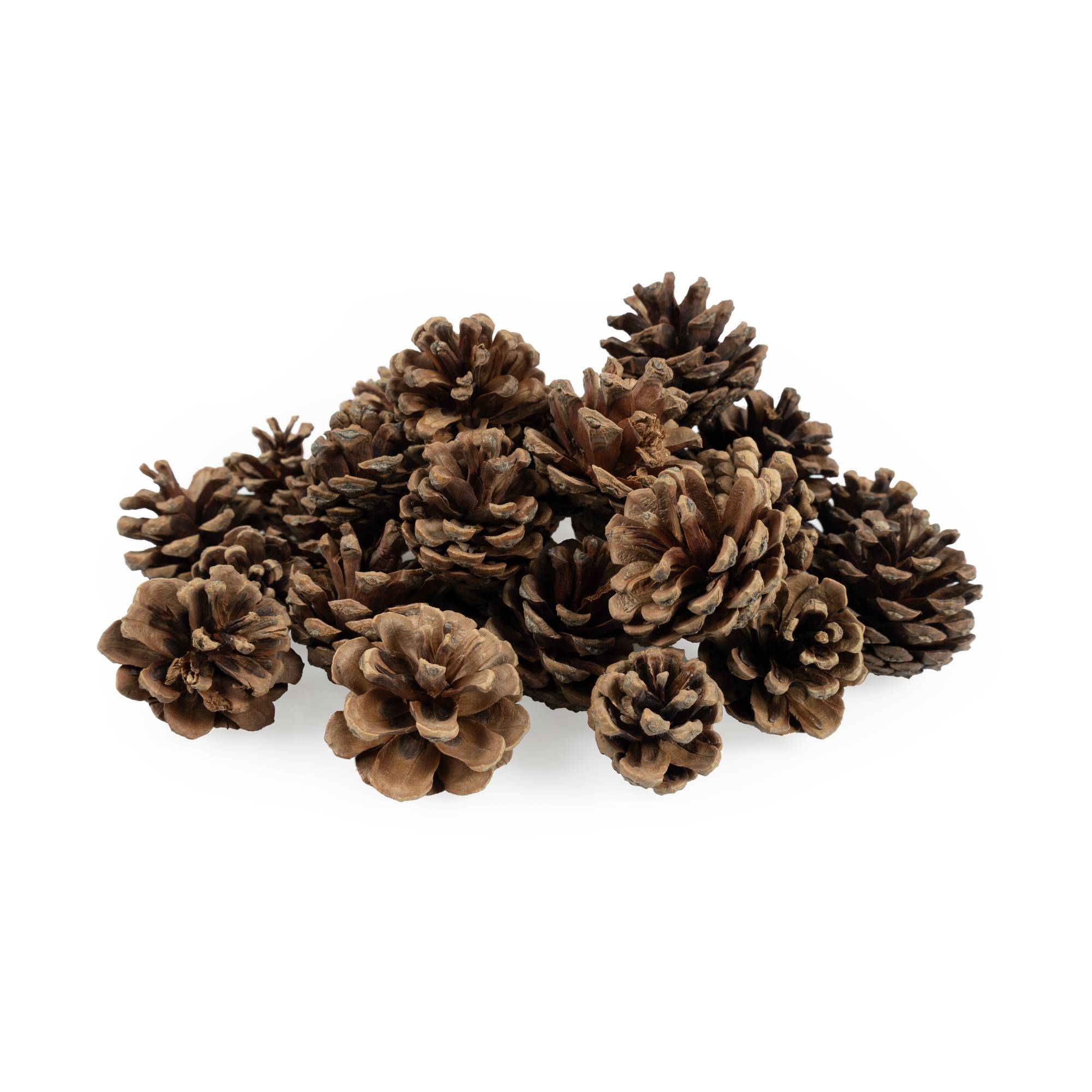 Pinecones 200g