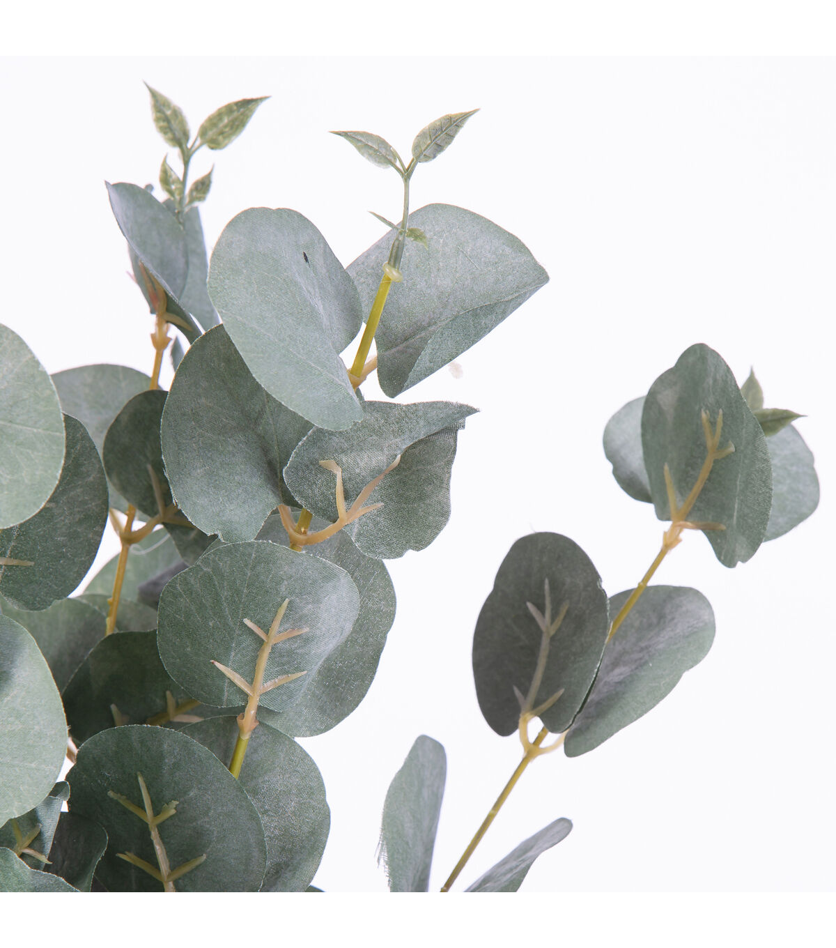 22 Eucalyptus Bush by Bloom Room