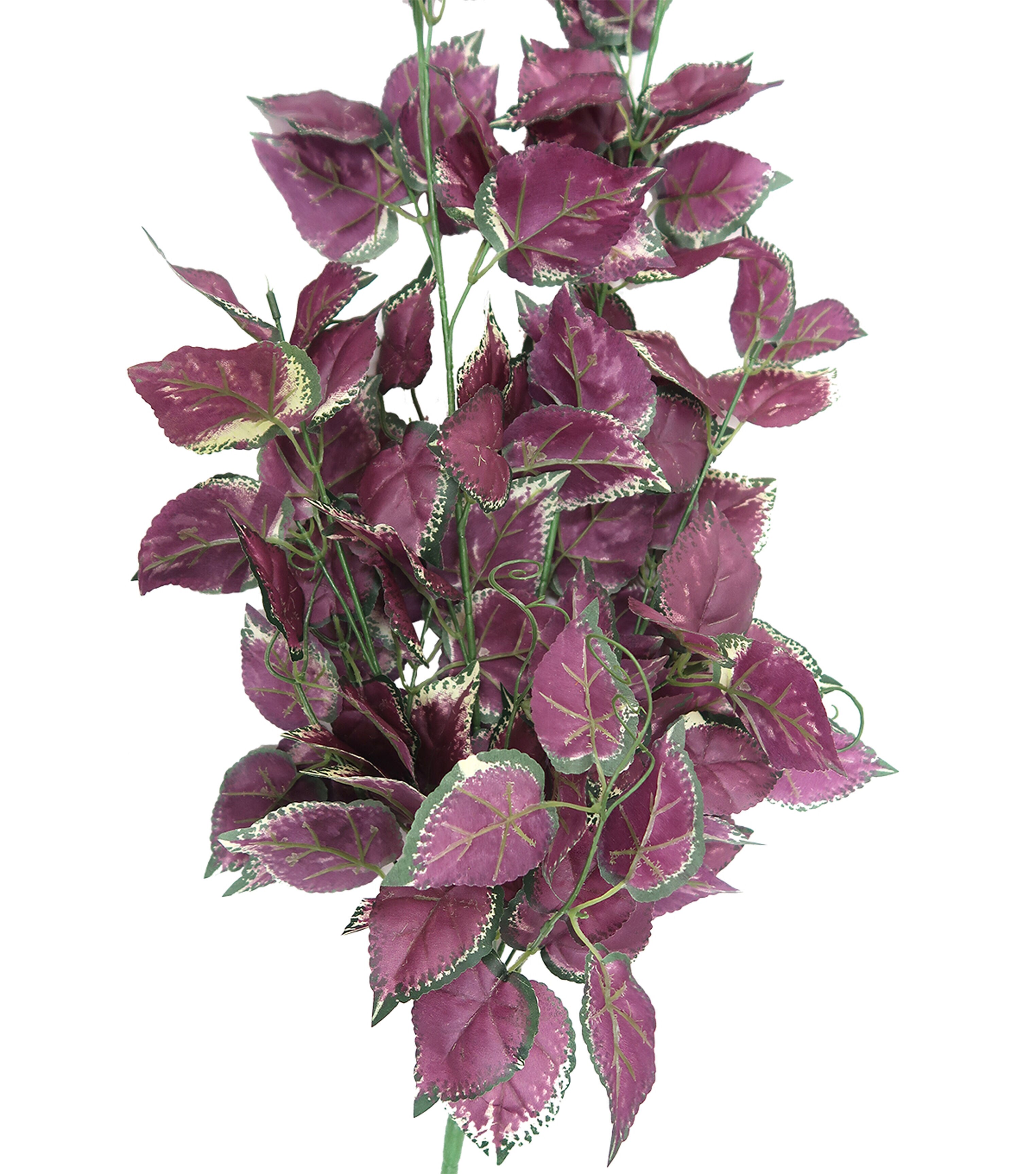 32 Hanging Perilla Frutescens Bush by Bloom Room