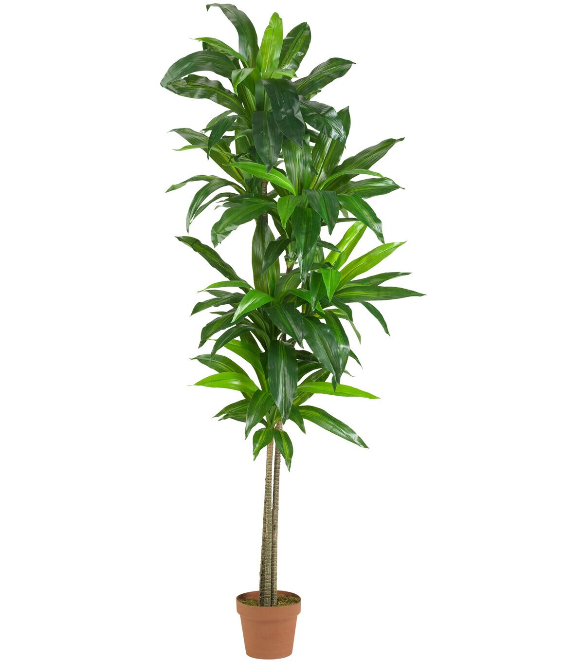 Nearly Natural 6ft. Dracaena Silk Plant (Real Touch)