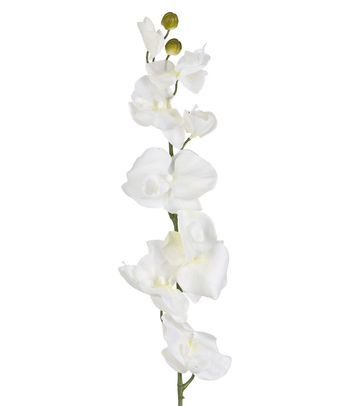 36 White Phalaenopsis Stem by Bloom Room