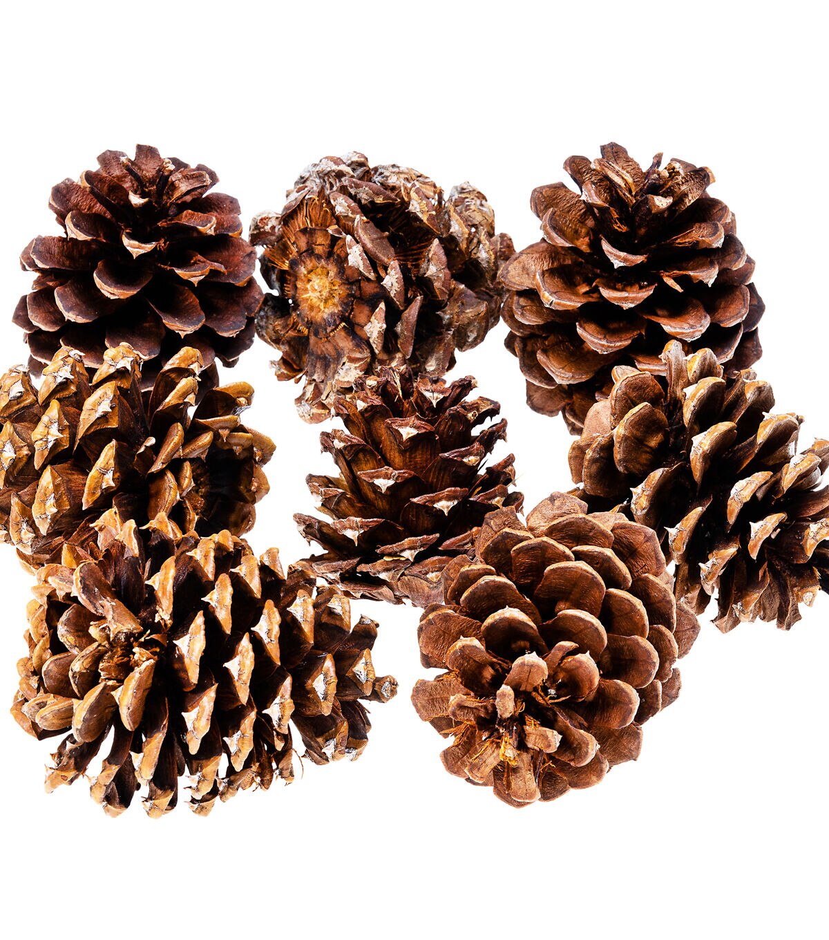 8pk Bagged Pinecones by Bloom Room