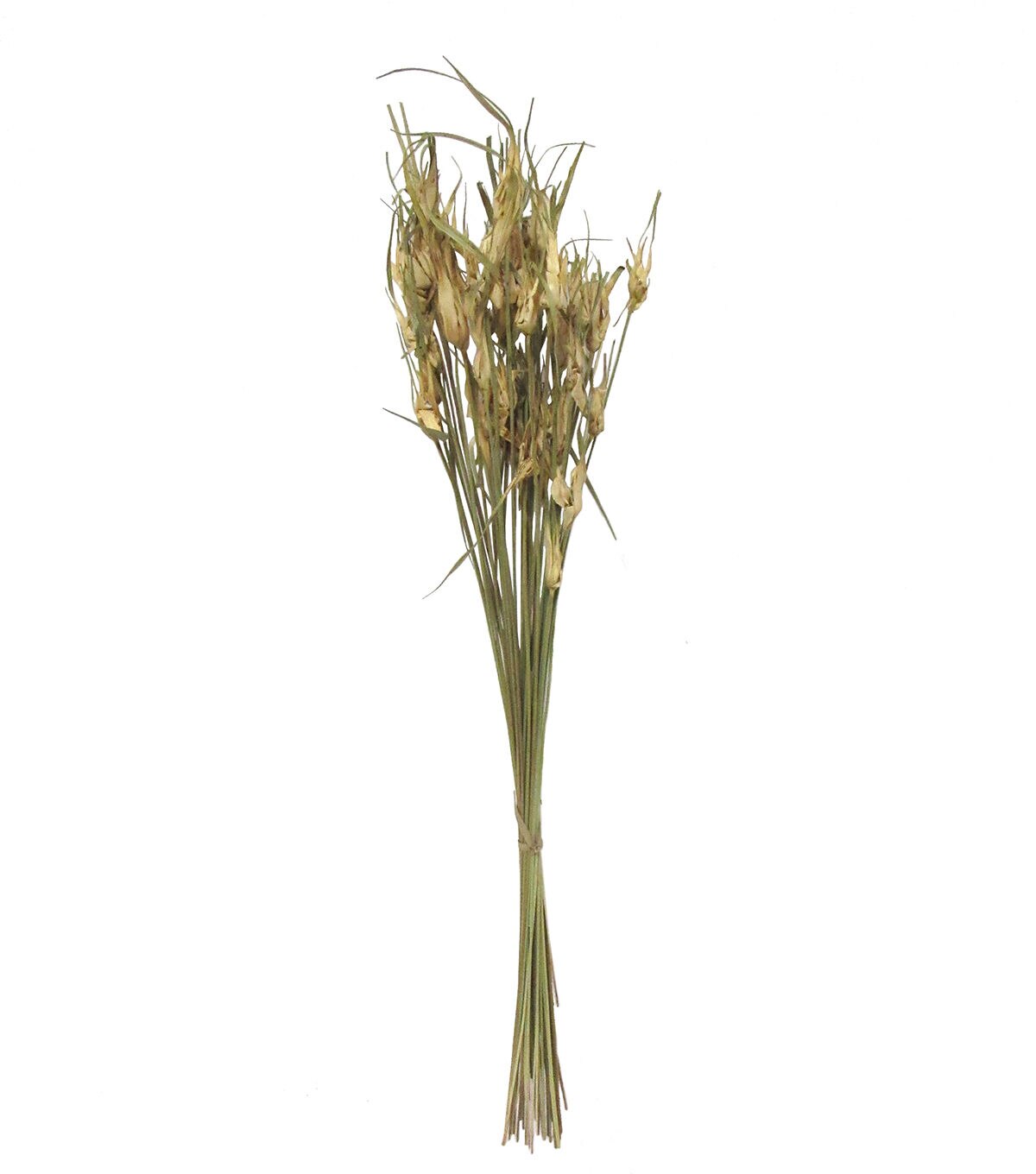 28 Natural Dried Star Grass Bouquet by Bloom Room