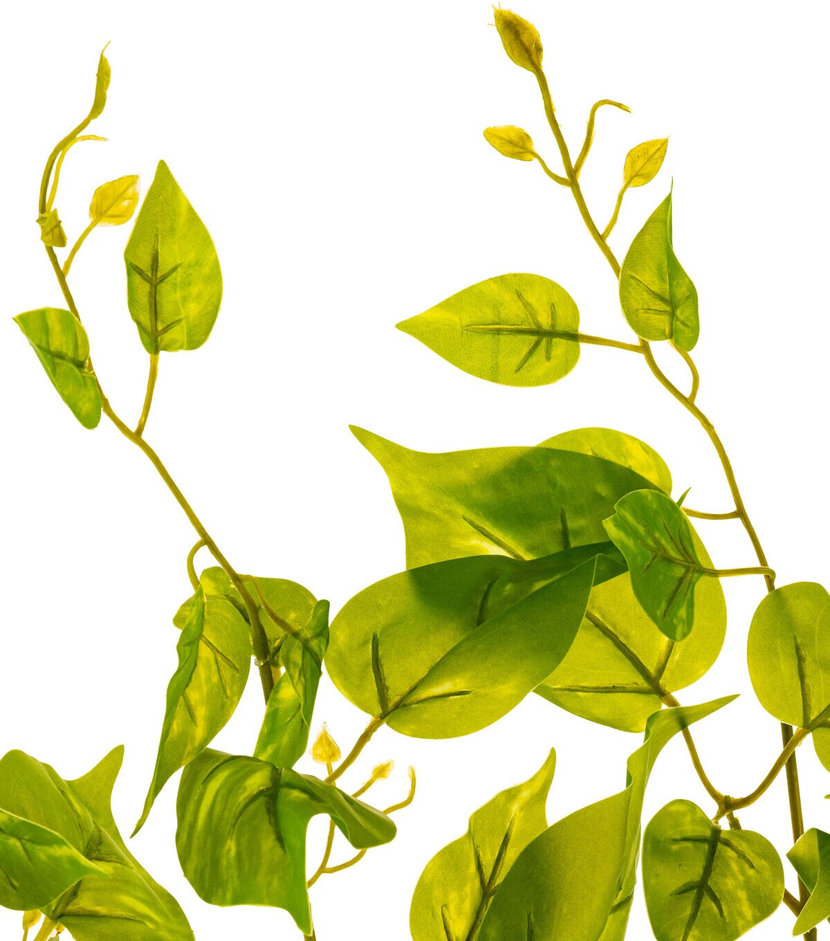 32 Light Green Hanging Persian Ivy Bush by Bloom Room