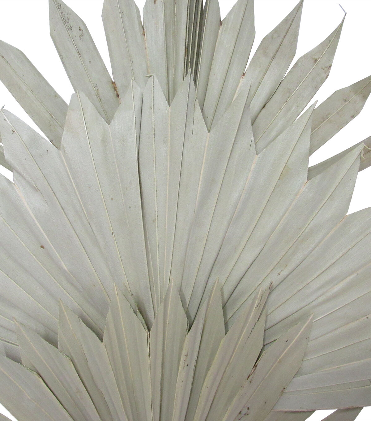 23 Green Sun Spear Palm by Bloom Room