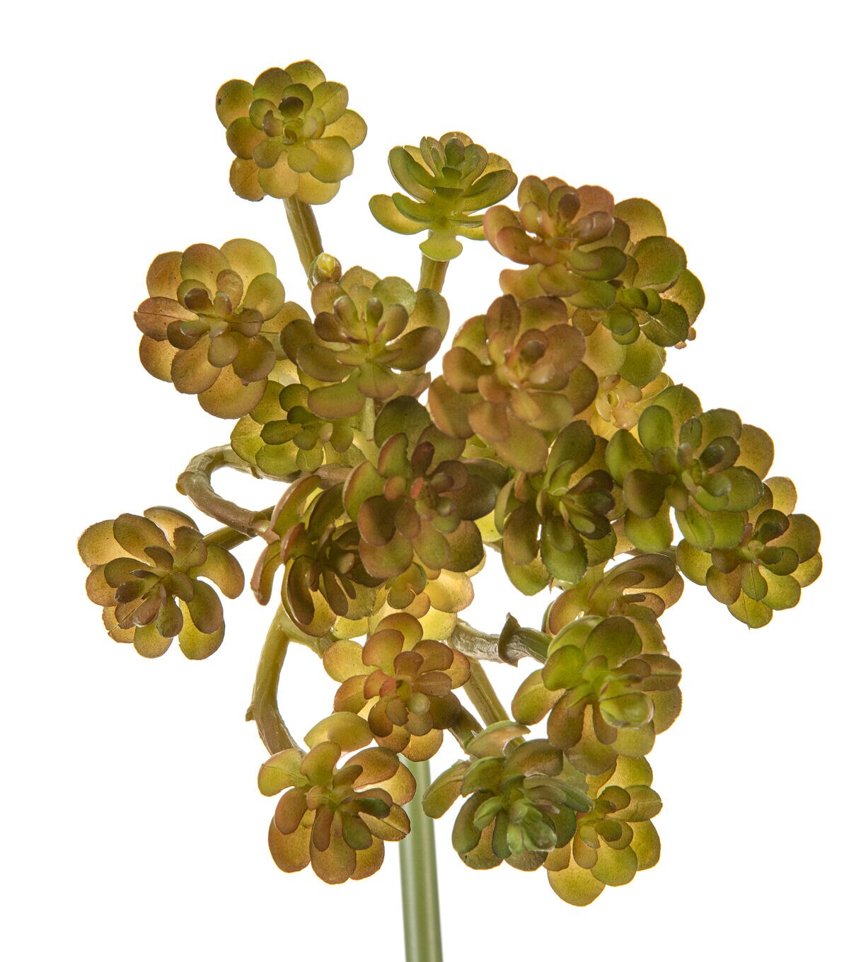 9 Rosularia Succulent Bud Pick by Bloom Room