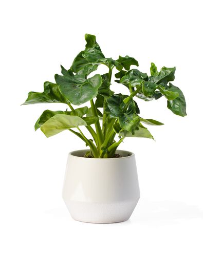 aardewerk bloempot &Oslash;12x13 wit