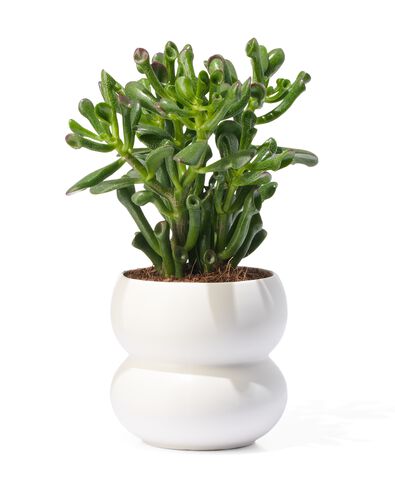 bloempot aardewerk &Oslash;10x11.5 wit