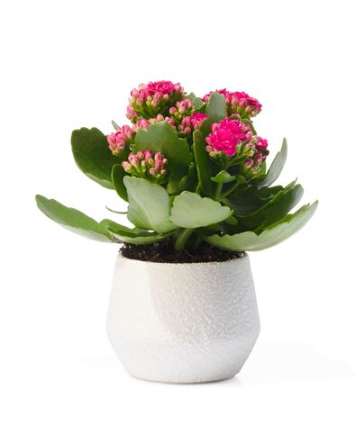 aardewerk bloempot &Oslash;6x6 wit