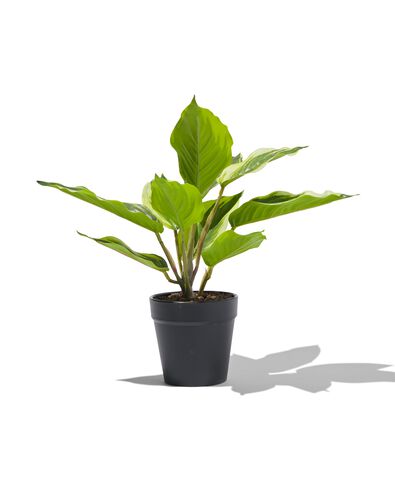 kunstplant dieffenbachia