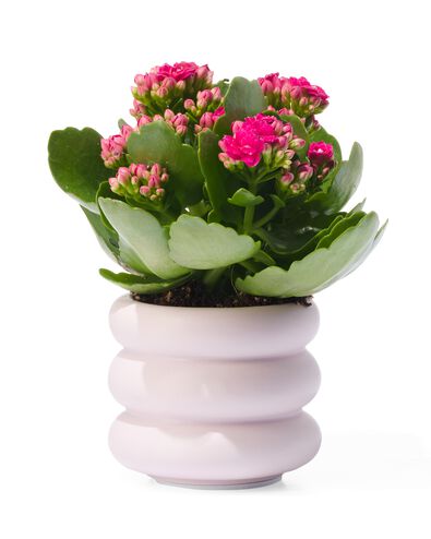bloempot aardewerk &Oslash;6x6.5 lila