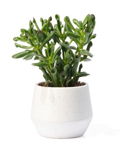 aardewerk bloempot &Oslash;11x10 wit